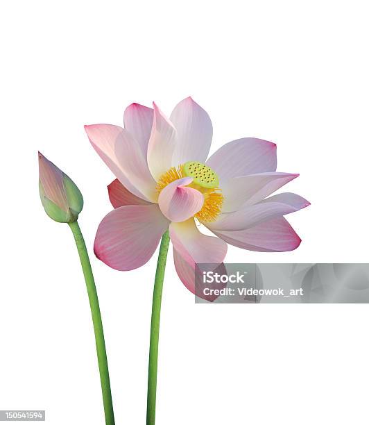 Lotus Blume Isoliert Auf Weiss Stockfoto und mehr Bilder von Lotus - Seerose - Lotus - Seerose, Indischer Lotus, Weißer Hintergrund