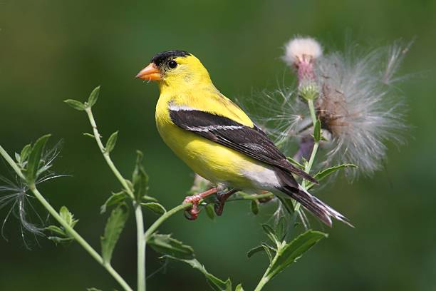 istock Male American Goldfinch 150541831