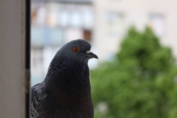 istock Pigeon closeup portrait, summer rainy atmosphere 1505424892