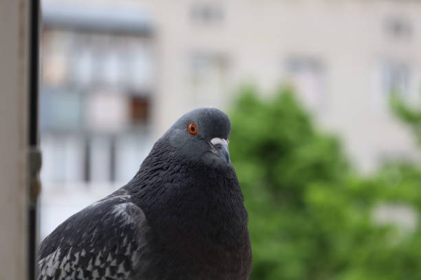 istock Pigeon closeup portrait, summer atmosphere 1505424893