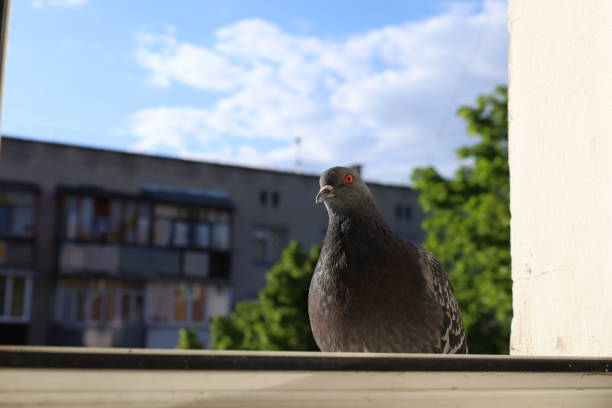 istock Pigeon closeup portrait, summer atmosphere 1505426559