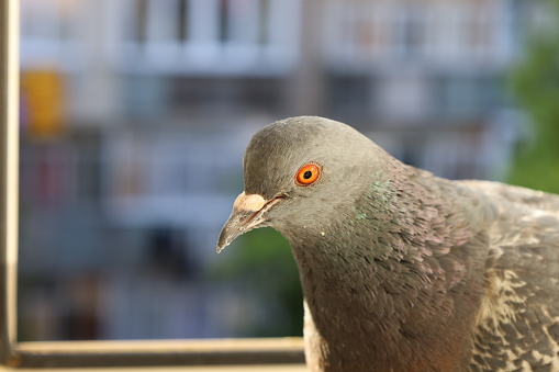 Dove closeup portrait, bird on the window, sunny day, pigeon beautiful portrait, pigeons eyes in macro,