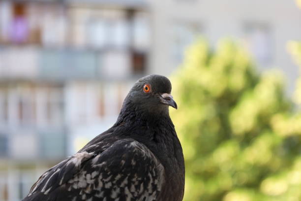 istock Pigeon closeup portrait, summer atmosphere 1505429568