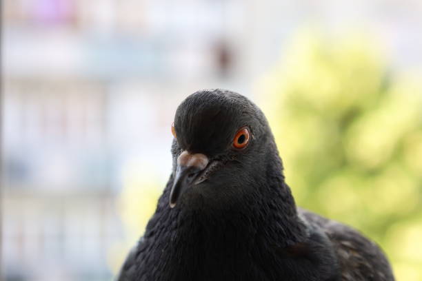 istock Pigeon closeup portrait, summer atmosphere 1505430115