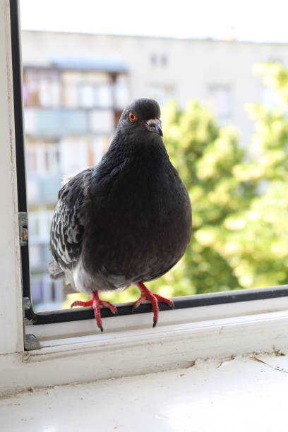 istock Pigeon closeup portrait, summer atmosphere 1505430116