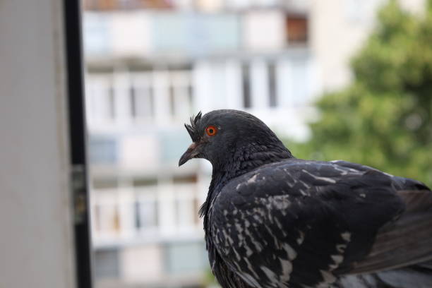 istock Pigeon closeup portrait, summer atmosphere 1505431231