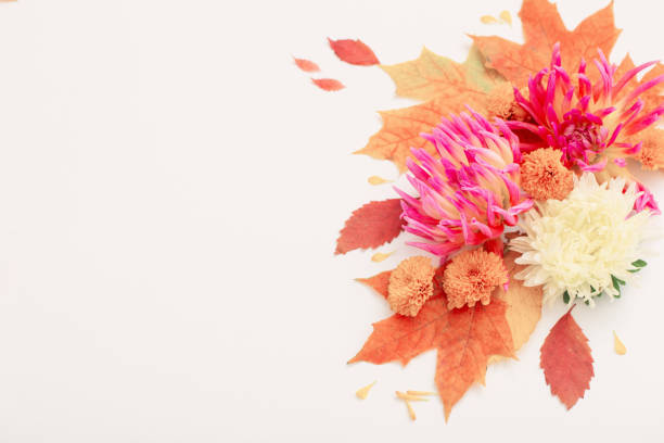 istock autumn leaves and  flowers composition on white background 1505434598