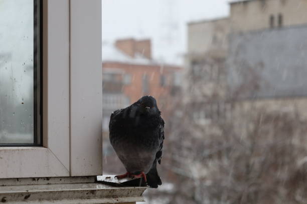 istock Pigeon closeup portrait, winter atmosphere 1505435679