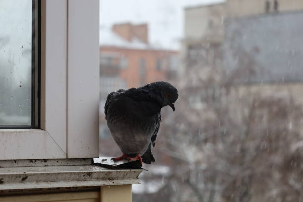 istock Pigeon closeup portrait, winter atmosphere, funny animals 1505435687