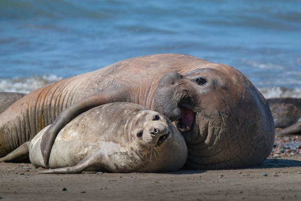 Elephant seal couple, stock photo