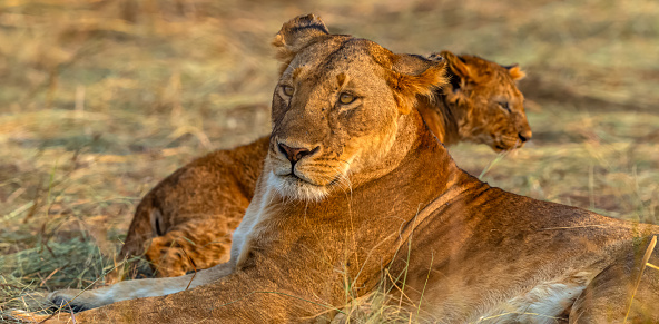 Lioness resting in wildlife with her cub