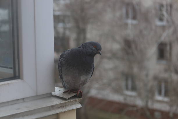 istock Pigeon closeup portrait, winter atmosphere 1505448682