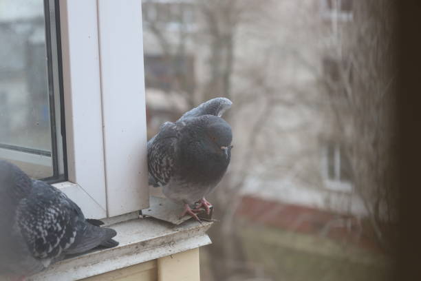 istock Pigeon closeup portrait, winter atmosphere, bird stretch 1505448730