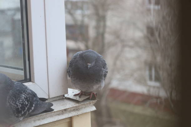 istock Pigeon closeup portrait, winter atmosphere 1505449247