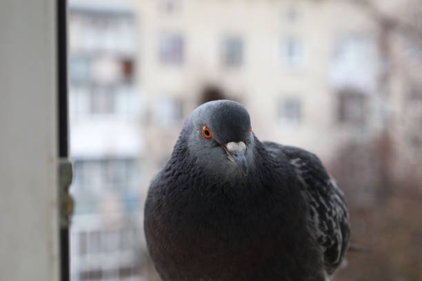 istock Pigeon closeup portrait, winter atmosphere, funny animals 1505451503