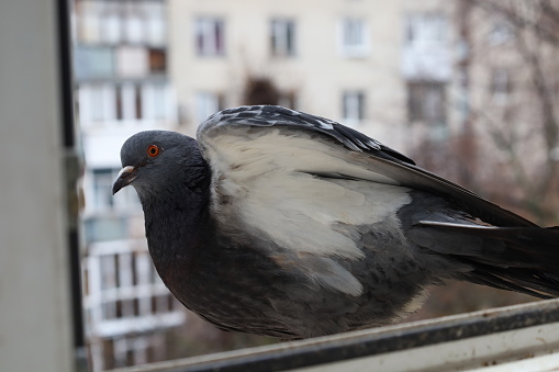 Dove closeup portrait, bird on the window, sunny day, pigeon beautiful portrait