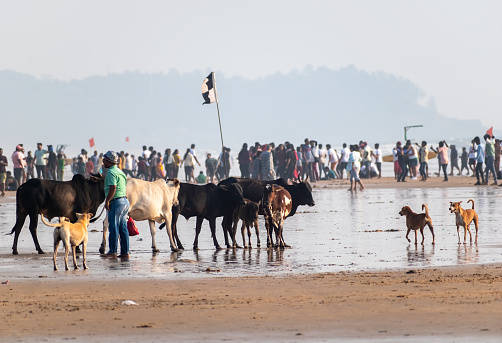 Calangute, Goa, India - January 2023: Cows and dogs at the crowded beach in Calangute in Goa.