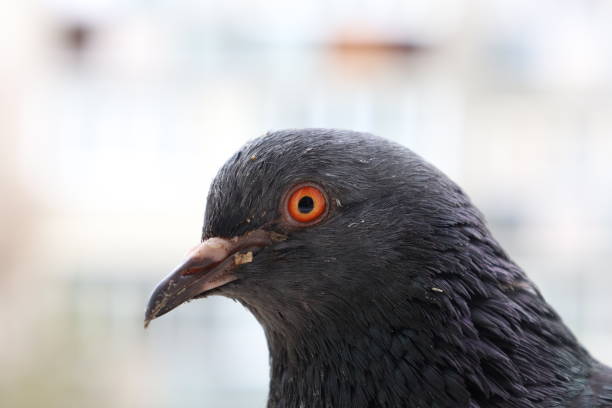 istock Pigeon closeup portrait, summer atmosphere 1505456019
