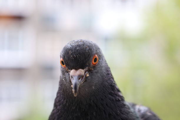 istock Pigeon closeup portrait, summer atmosphere 1505456030