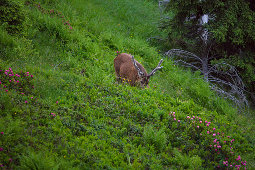 a grazing red deer stag, cervus elaphus with velvet antlers on a mountain meadow with the blooming alpine roses at a summer evening