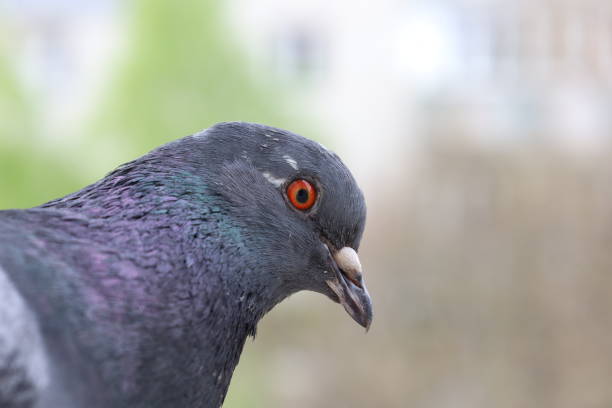 istock Pigeon closeup portrait, summer atmosphere 1505456039