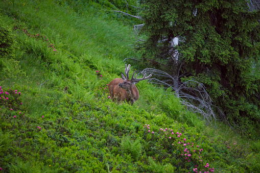 a grazing red deer stag, cervus elaphus with velvet antlers on a mountain meadow with the blooming alpine roses at a summer evening