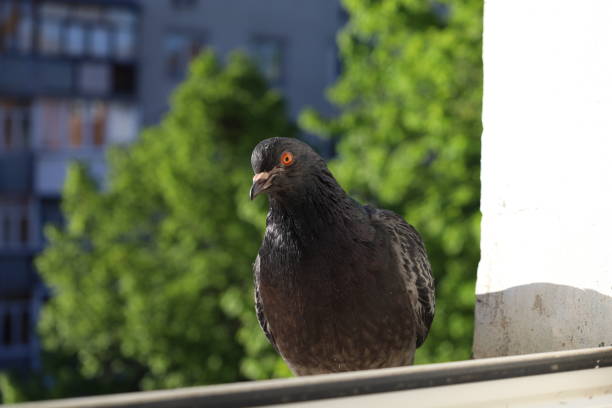 istock Pigeon closeup portrait, summer atmosphere 1505459464