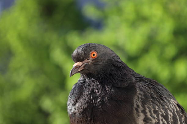istock Pigeon closeup portrait, summer rainy atmosphere 1505461091
