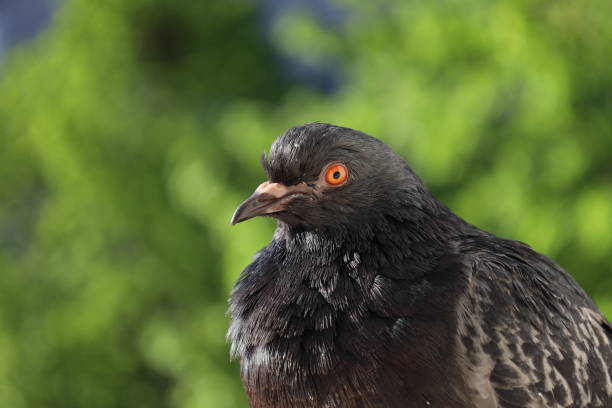 istock Pigeon closeup portrait, summer atmosphere 1505461998