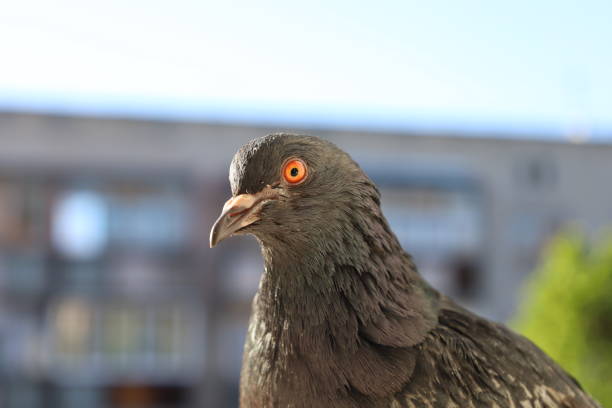 istock Pigeon closeup portrait, summer rainy atmosphere 1505463777