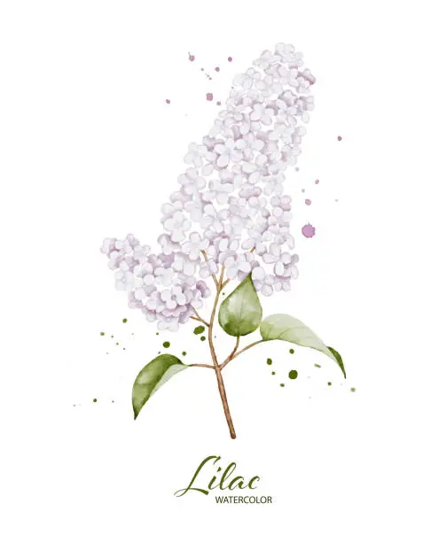 Vector illustration of Lilac flower and leaves watercolor