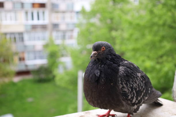 istock Pigeon closeup portrait, summer rainy atmosphere 1505465477