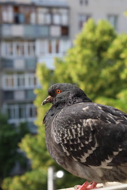 istock Pigeon closeup portrait, summer atmosphere 1505469314