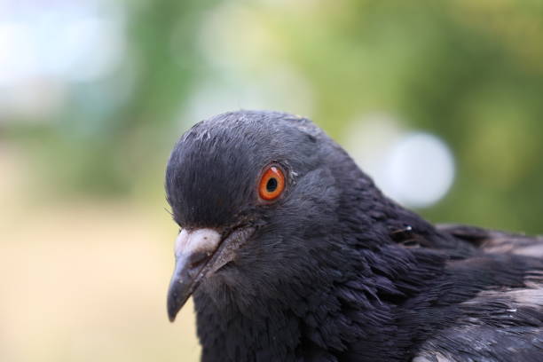 istock Pigeon closeup portrait, summer atmosphere 1505469871