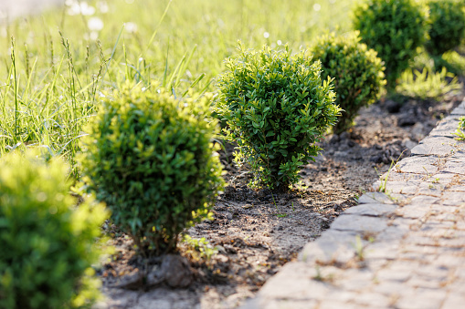 Green bushes in row near stone footpath in landscape design, landscaping in the park outdoors. Decorative landscape cut lawn near sidewalk track