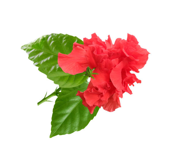 istock Hibiscus red flower isolated on white 1505472270