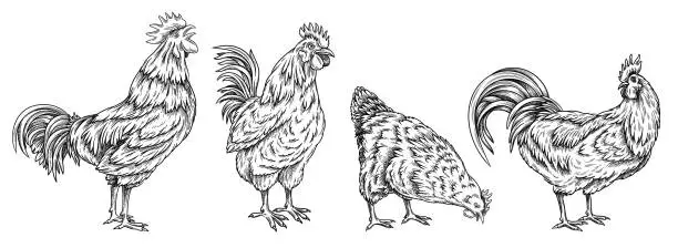 Vector illustration of Set with roosters and chicken