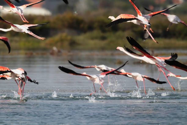 istock Flamingos in Portugal 1505485391