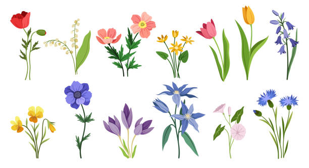 Set of wild flowers and plants Set of wild flowers and plants. Blooming colorful violets and bluebells, lilies of valley and poppies, tulips and snowdrops. Botany, organic and herb. Cartoon flat vector isolated on white background lily of the valley garden stock illustrations