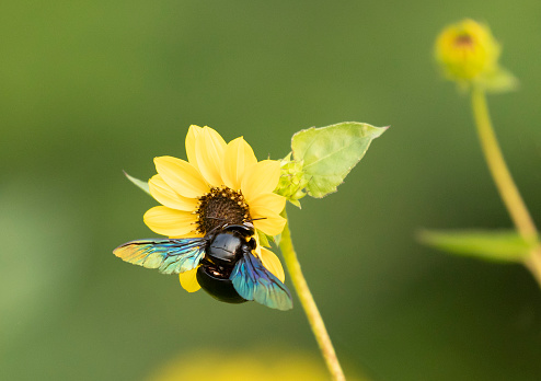 A Tropical Carpenter Bee aka Indian Black Bee, Xylocopa latipes, feeding from a yellow flower in the Eco Park in New Town, Kolkata,  India