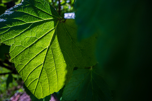 A beautiful fresh green leaf close-up highlighted by the sun. Detailed texture and expressive structure. Natural ecology background with copy space.