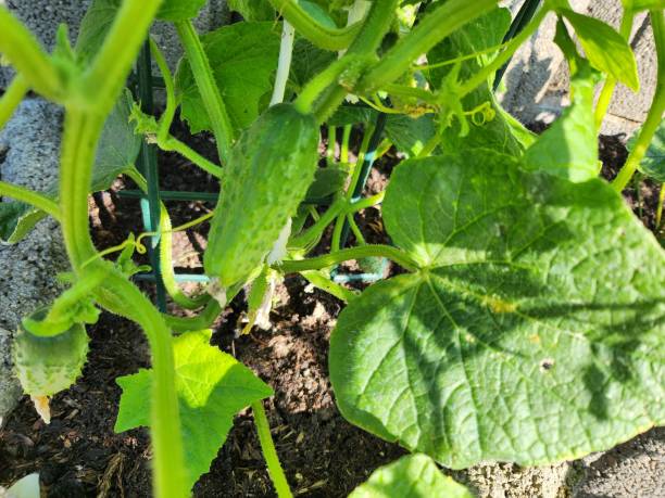 istock A view of the cucumber 1505500860