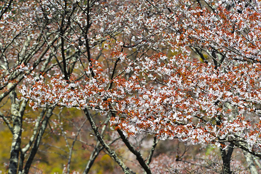 Cherry flowers blooming in Yoshino Park, Japan. Yoshino is a very popular spot for Hanami during cherry blossom season.