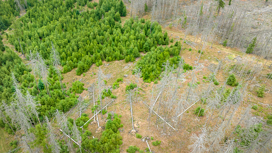 Deforestation, dead trees and forest dieback - drone point of view