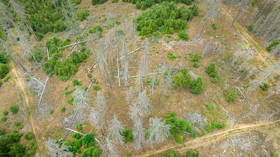 Deforestation, dead trees and forest dieback - drone point of view