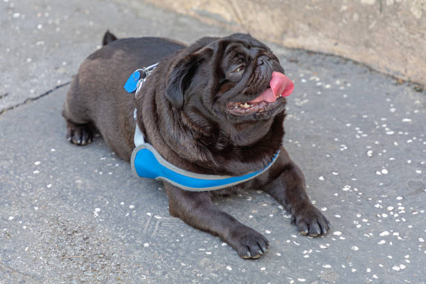 Black Pug Dog Laying Down With Tongue Hanging Out