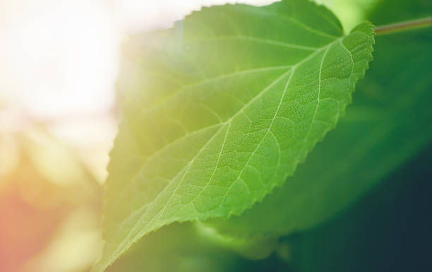 緑の葉、太陽の光 - tree leaf green chlorophyll ストックフォトと画像