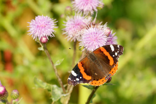 istock Easily recognizable and very beautiful butterfly admiral. ( Vanessa atalanta ) 1505520299