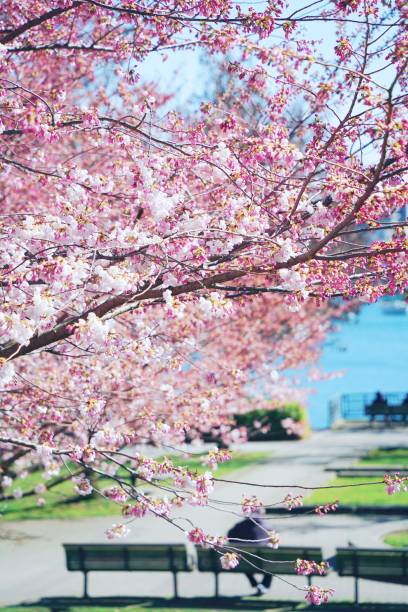 istock Park with sakura blooming flowers 1505521491