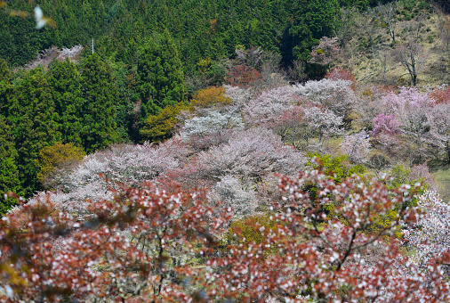 Cherry blossom (sakura) in Yoshino Park, Japan. Yoshino is a very popular spot for Hanami during cherry blossom season.